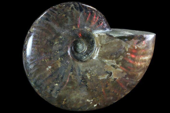 Iridescent Red Flash Ammonite - Madagascar #81385